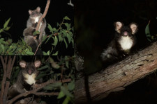 Két új erszényes emlősfajt fedeztek fel Ausztráliában
