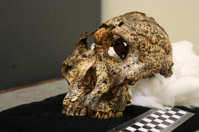 Kétmillió éves koponya enged betekintést a korai emberek evolúciójába