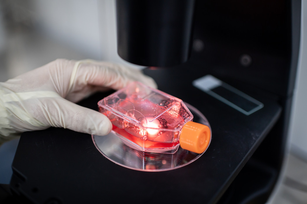 A koronavírus elleni oltóanyag-kísérletek korai fázisában mikroszkó alatt egy majom veséjének sejtjeit vizsgálják a Sinovac Biotech pekingi laboratóriumában 2020. április 29-én – Fotó: Nicolas Asfouri / AFP