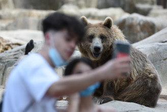 Medvék arcát felismerő mesterséges intelligenciával segíthetik az állatok megfigyelését