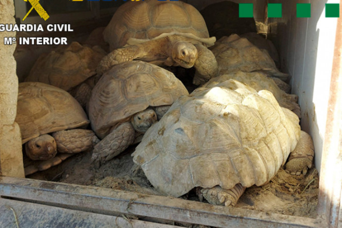 Több száz védett teknőst és hüllőt találtak spanyol csempészeknél
