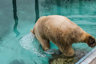 Gigantikus fejessel indított kifutóján Taiko, a budapesti állatkert újonnan érkezett jegesmedvéje