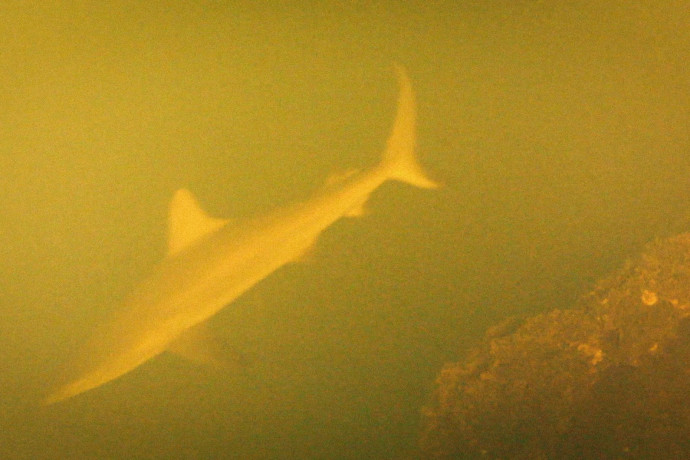 Vígan lubickolnak a cápák az egyik legaktívabb víz alatti vulkán belsejében