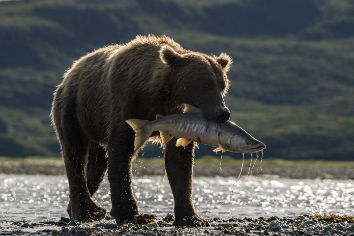 Egy sikeres grizzly és egy balszerencsés lazac a Katmai Nemzeti Parkban – Fotó: Robert Haasmann / Biosphoto / AFP