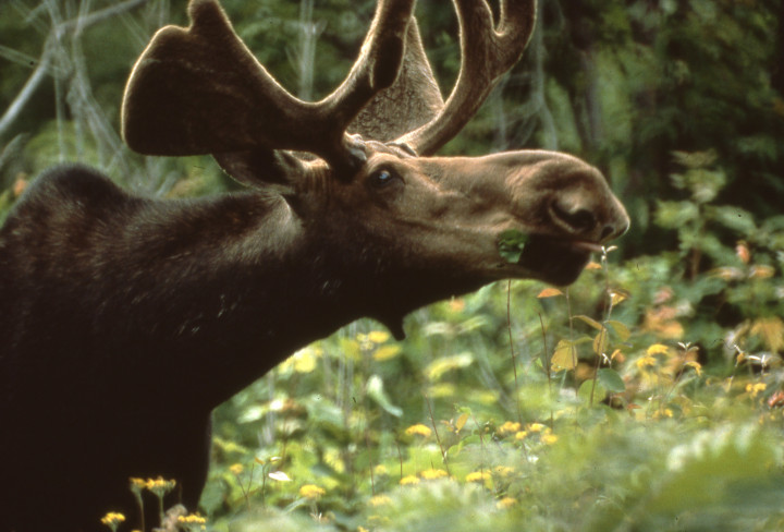 Jávorszarvas bika az Isle Royale nemzeti parkban – Fotó: NPS
