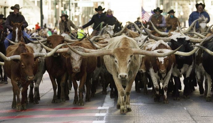 Texasi hosszúszarvú marhákat hajtanak a 2020-as nagy jószágvásár nyitányaként – Fotó: Rick T. Wilking / AFP