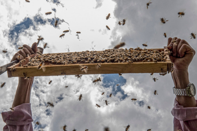 Térképre tették a világ 20 ezer méhfajának eloszlását