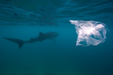 Nagyrészt veszélyeztetett állatokat fenyeget Amerikában a műanyagszemét