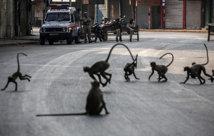 Rendőrök nézik az üres utcán szaladgáló majmokat az indiai Ahmedabadban – Fotó: Divjakant Szolanki /EPA