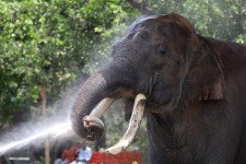 Kútba esett elefántot mentettek Indiában