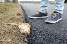Leaszfaltoztak egy macskát Bács-Kiskun megyében