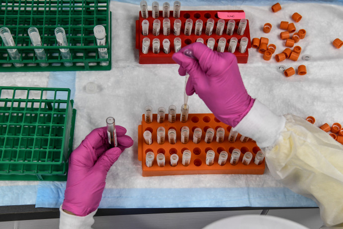 Vérmintákat használnak a koronavírus elleni vakcina fejlesztéséhez egy floridai laboratóriumban – Fotó: CHANDAN KHANNA / AFP