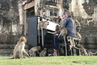Éhes majmoknak játszott egy brit zongorista, hogy megnyugtassa őket