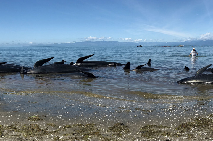 Több mint százhúsz, partra vetett delfin pusztult el Új-Zéland egyik szigetén