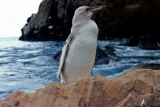 Egy teljesen fehér, de nem albínó pingvint találtak a Galápagoson