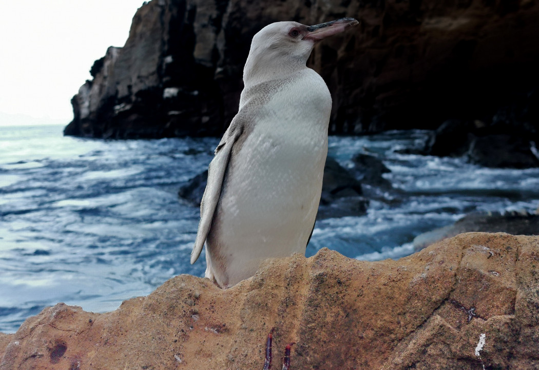 A fehér galapágosi pingvinFotó: JIMMY PATINO / PARQUE NACIONAL GALAPAGOS / AFP