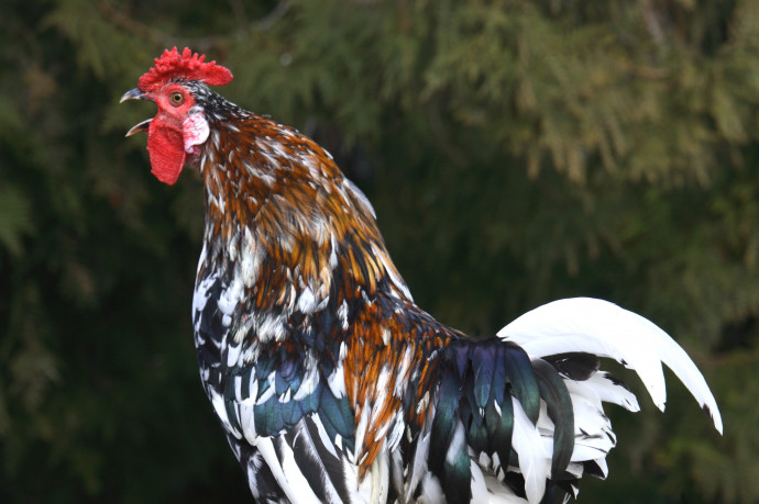 Nem véletlenül kukorékolnak korán reggel a kakasok