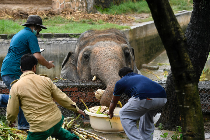 Cher Pakisztánba utazott meglátogatni a világ legmagányosabb elefántját