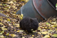 A budapesti állatkert csak úgy ontja magából a vombatkölyköket