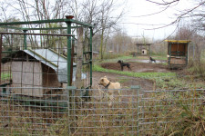 Illegális állatviadalt számolt fel Nyíregyházán a rendőrség és a TEK