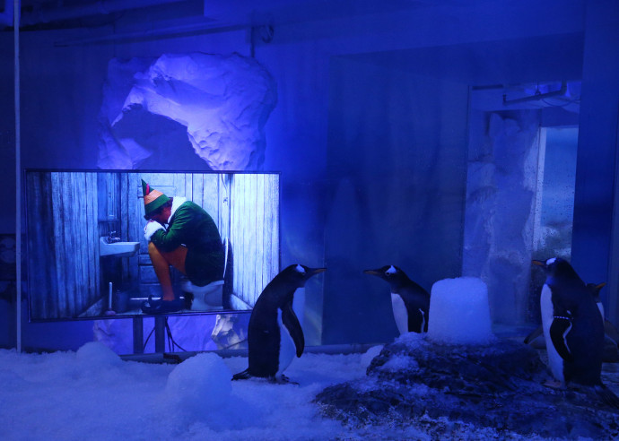Will Ferrel és a londoni Sea Life Aquarium szamárpingvinjei Forrás: Yui Mok / PA Images
