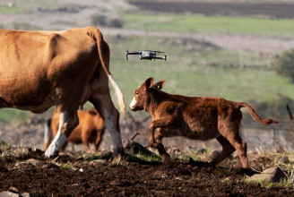 Drónok veszik el a terelőkutyák munkáját Izraelben