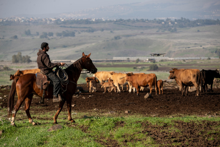 Shoham Saginur marhapásztor a BeeFree Agro farmon.Fotó: Ronen Zvulun / Reuters