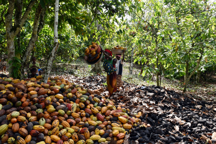 Women collect cocoas beans at cocoa field in Petit Bondoukou, Soubre region, Ivory Coast, on December 06, 2014, cultivated by World Agroforestry Centre (ICRAF). The Government of Ivory Coast and Mars, Incorporated, signed a Memorandum of Understanding to implement the Vision for Change (V4C) project in March 2010. This project aims to revitalize the cocoa sector in Soubré and across Côte d'Ivoire, which will result in well-trained producers, higher yields, improved quality production and a cocoa economy that is profitable and beneficial to the entire community. It includes seven main components: improved planting materials, sustainable cocoa growing, cocoa innovation platform, agricultural training, community development, monitoring and evaluation and institutional support. AFP PHOTO/SIA KAMBOU (Photo by SIA KAMBOU / AFP)