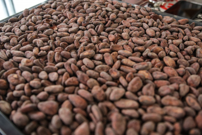 A picture shows Cocoa beens at in the Jerome Grimpompon chocolate shop in Brussels, on April 9, 2020, during a lockdown in Belgium to curb the spread of the COVID-19 pandemic, caused by the novel coronavirus. – Grimpompon is preparing for Easter despite the coronavirus lockdown. (Photo by Aris Oikonomou / AFP)
