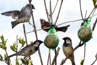 A madárvonulás és az enyhe időjárás miatt konganak az ürességtől a magyar madáretetők