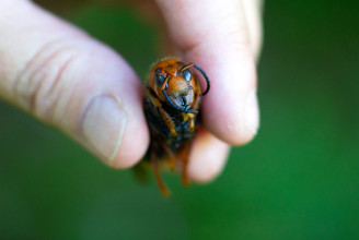 Begyűjtött ürülékkel védekeznek a méhek a gyilkos darazsak ellen