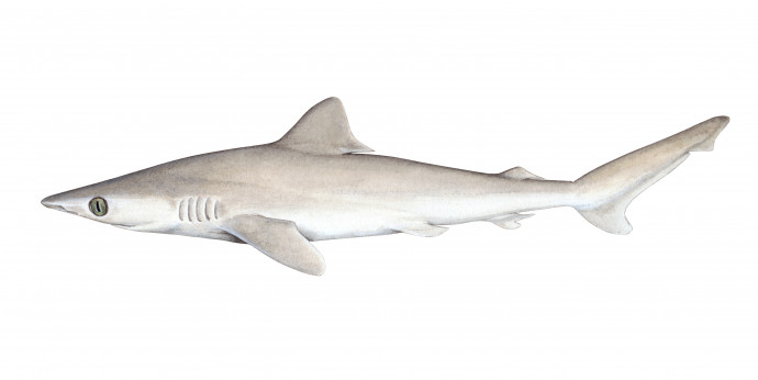 Illusztráció a Carcharhinus obsolerusról – Fotó: Reuters