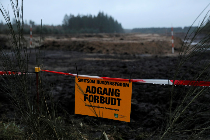 A föld alatt fertőzhetnek a dániai döglött nyércek