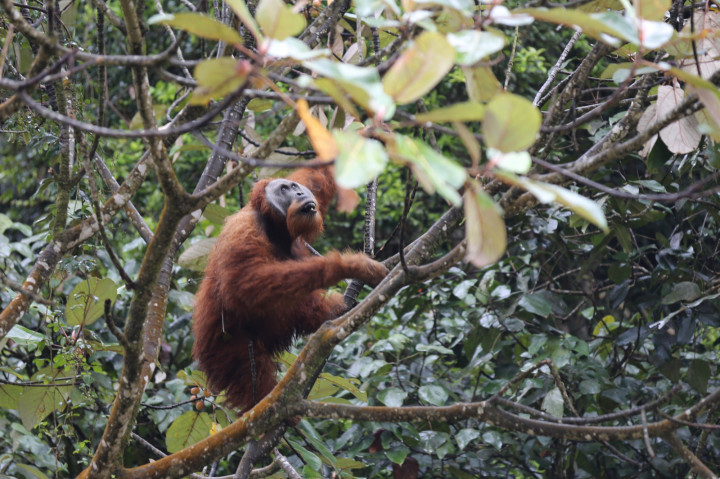 Szintetikus pálmaolaj mentheti meg a borneói törpeelefántot és az orangutánt