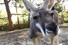 A kenguruk a tekintetükkel kommunikálnak