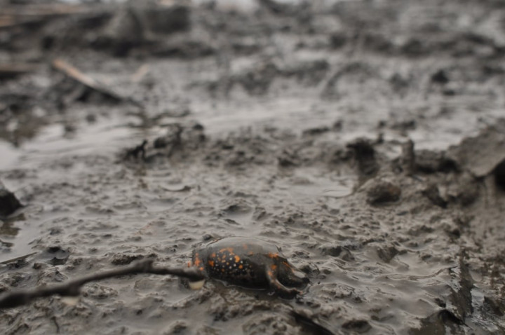 Egy elpusztul védett unka a kikotort iszapban – Fotó: Tokaji Természetvédelmi Egyesület