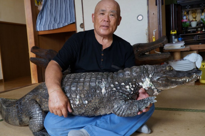 Egy japán család 34 éve családtagként kezel egy krokodilt, sétáltatják és babusgatják „Kajmán urat”