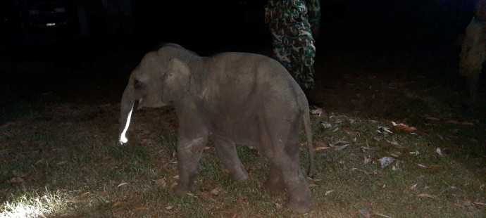 Az elefánt az újraélesztés után nem sokkal már lábra is állt – Fotó: Kunchaylek / Reuters