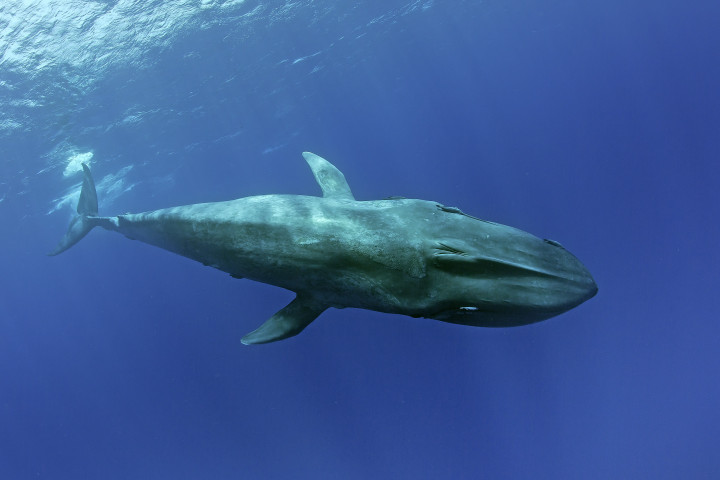 A bálnák párosujjú patások – Fotó: Franco Banfi / Biosphoto via AFP