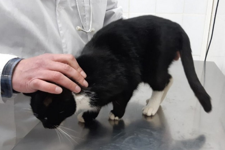 Minisztériumi címet kapott a macska, akit egy orosz hulladékfeldolgozóban mentettek ki egy lezárt zacskóból