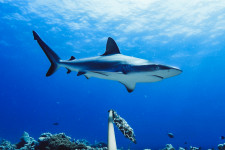 2020-ban kiugróan sokan haltak meg cápatámadás miatt Ausztráliában
