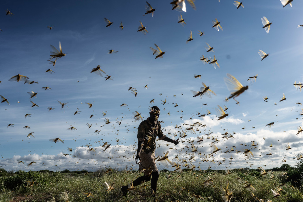 Sáskahadat próbál elüldözni a földjéről egy férfi Kenyában 2020. május 21-én – Fotó: Fredrik Lerneryd/Getty Images