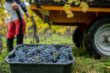 A magyar bort csak nagyon nyomott áron tudjuk exportálni
