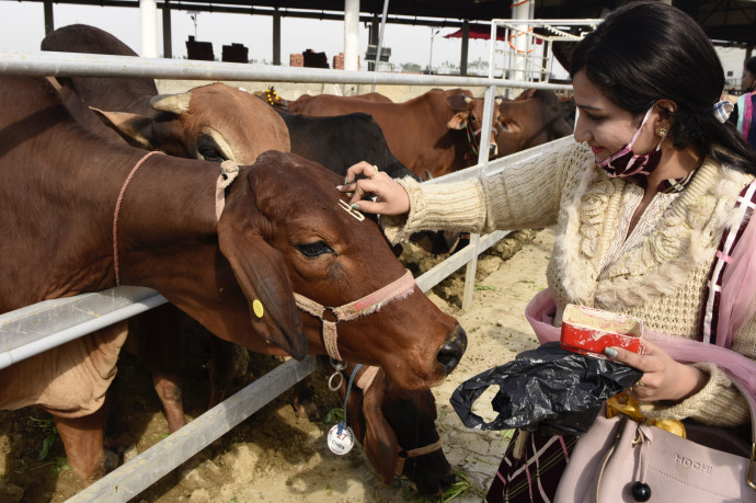 Tehéntudományból vizsgáztatnak Indiában