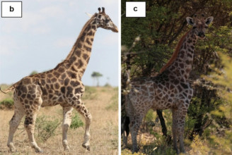 Törpenövésű zsiráfokat találtak Afrikában