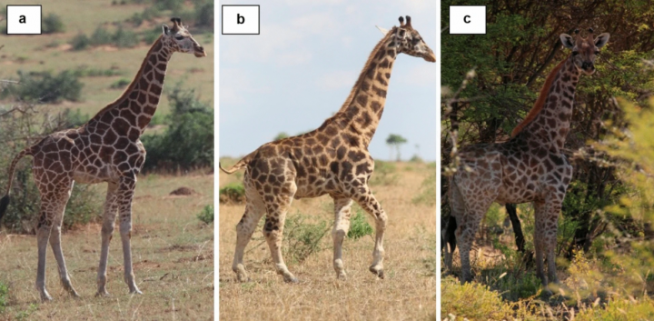 a) normál fiatal zsiráf Ugandában b) az Ugandában talált fiatal törpezsiráf c) a Namíbiában talált fiatal törpezsiráf