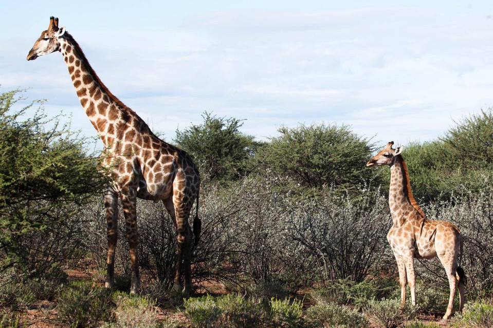 Törpenövésű zsiráfokat találtak Afrikában