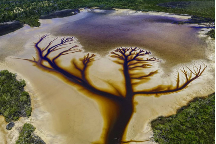 Egy ausztrál fotósnak kirajzolódott az életfa egy tóról készült drónfelvételen