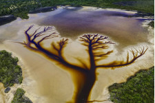 Egy ausztrál fotósnak kirajzolódott az életfa egy tóról készült drónfelvételen