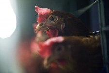 Megjelent a madárinfluenza Bács-Kiskun megyében is, 101 ezer tojótyúk leölését rendelték el
